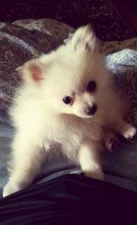 small cream Pomeranian puppy